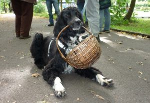 Pilzwanderung mit Hund