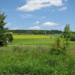 Blick von der Straße zum Wald 2012