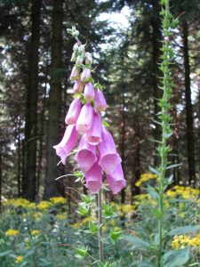 Digitalis